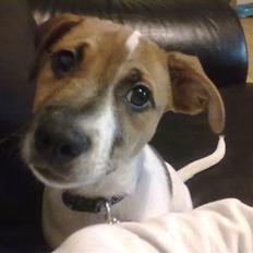 Blanding af racer Sofus