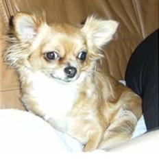 Chihuahua vesterborgs bella