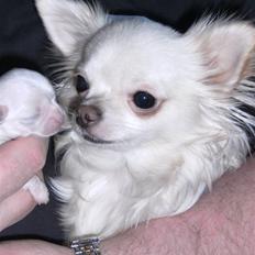 Chihuahua Vesterborgs Donna