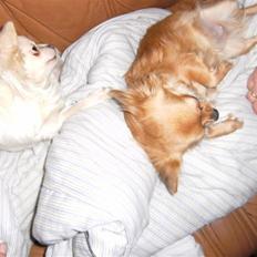 Chihuahua vesterborgs bella