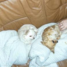 Chihuahua vesterborgs bella