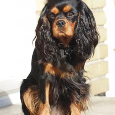 Cavalier king charles spaniel Cavalier Vittrups Fanny "Malou"
