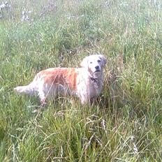 Golden retriever Kiki