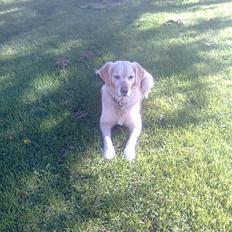 Golden retriever Kiki