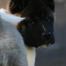 American Akita Kee