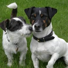 Jack russell terrier Frygtløs