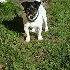Jack russell terrier Frygtløs