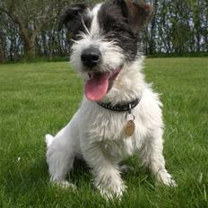 Jack russell terrier Farlig