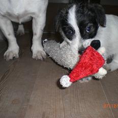 Jack russell terrier Farlig