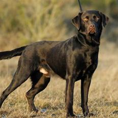 Labrador retriever sofus