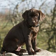 Labrador retriever sofus