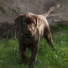 Labrador retriever sofus