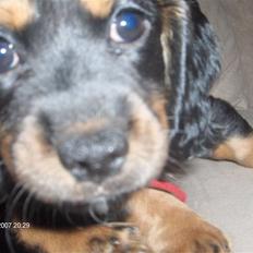 Blanding af racer Lucky