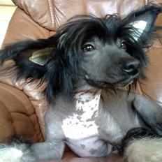 Chinese crested hårløs Eddie