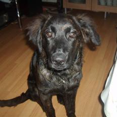 Blanding af racer Lady GaGa