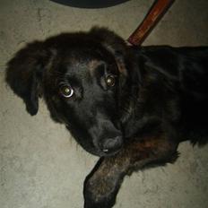 Blanding af racer Lady GaGa