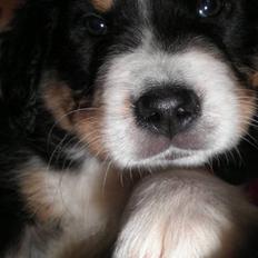 Berner sennenhund Gucci.....Solgt.