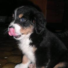 Berner sennenhund Gucci.....Solgt.