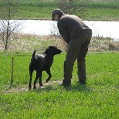 Labrador retriever Balder SOLGT