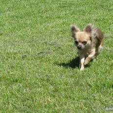 Chihuahua Tilde's Lilli