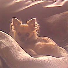 Chihuahua Tilde's Lilli