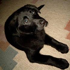 Labrador retriever Tøsen