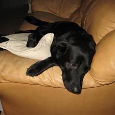 Labrador retriever Tøsen