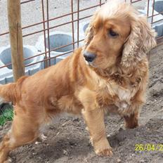 Cocker spaniel Sisse . Himmelhund 
