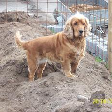 Cocker spaniel Sisse . Himmelhund 