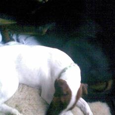 Glathåret foxterrier Rocky