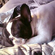 Fransk bulldog Brutalis