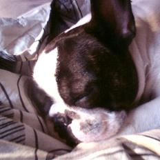 Fransk bulldog Brutalis