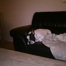 Fransk bulldog Brutalis