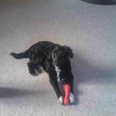 Blanding af racer Liva