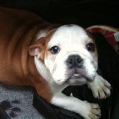 Engelsk bulldog R.I.P...Fie