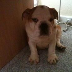 Engelsk bulldog R.I.P...Fie