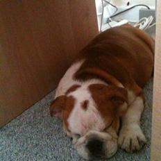 Engelsk bulldog R.I.P...Fie