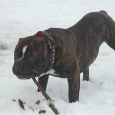 Olde english bulldogge Oliver