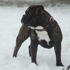 Olde english bulldogge Oliver