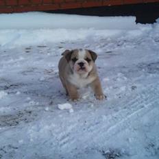 Engelsk bulldog Arnold 