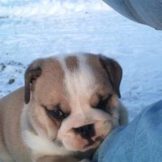 Engelsk bulldog Arnold 