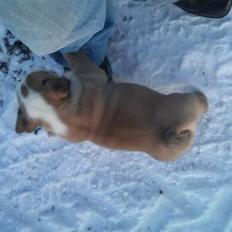 Engelsk bulldog Arnold 