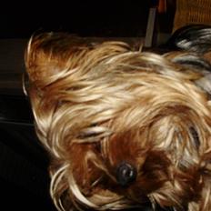 Yorkshire terrier TUT