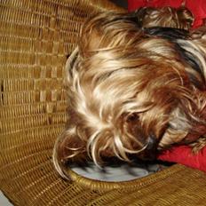 Yorkshire terrier TUT