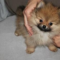 Pomeranian Coco.