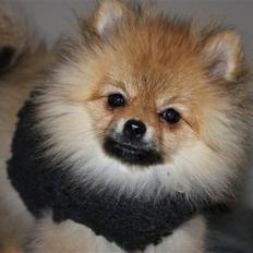 Pomeranian Coco.