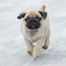 Mops Coco