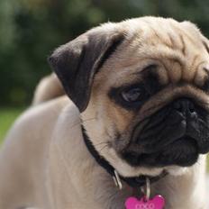 Mops Coco