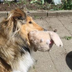 Collie langhåret Kenyea