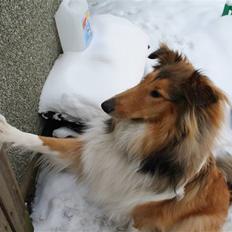 Collie langhåret Kenyea